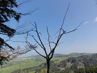  17. April 2011 - die Knospen treiben langsam, vielleicht zeigen sich an Ostern schon die ersten Blätter